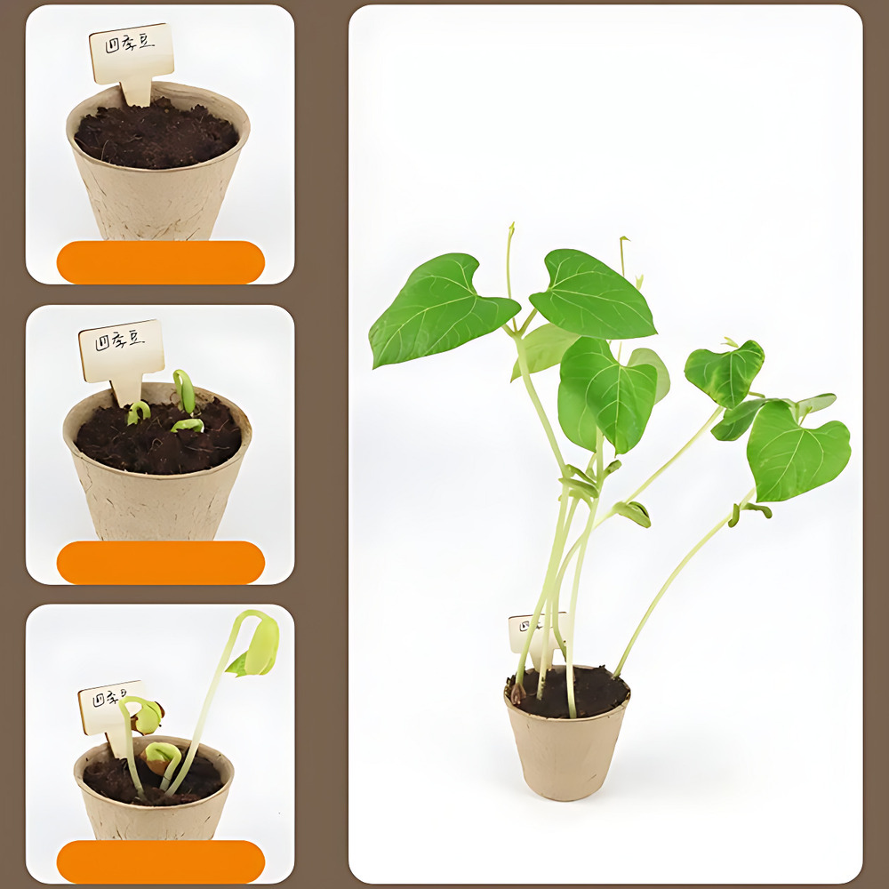 Набор юного садовода с семенами и домашней мини-теплицей